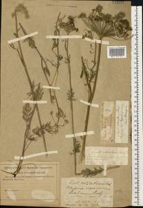Жабрица однолетняя L., Восточная Европа, Средневолжский район (E8) (Россия)