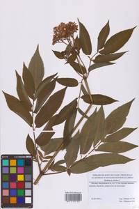 Бузина травянистая, Бузина травяная L., Восточная Европа, Московская область и Москва (E4a) (Россия)