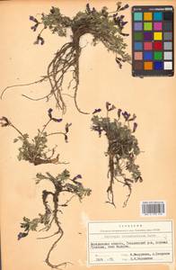 Остролодочник чернеющий (Pall.) Fisch. ex DC., Сибирь, Чукотка и Камчатка (S7) (Россия)