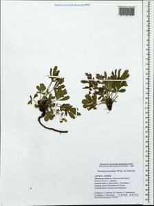 Лапчатка распростертая Willd., Восточная Европа, Центральный лесостепной район (E6) (Россия)