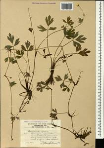 Лютик ползучий L., Кавказ, Южная Осетия (K4b) (Южная Осетия)