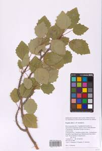 Populus × canescens (Aiton) Sm., Восточная Европа, Нижневолжский район (E9) (Россия)