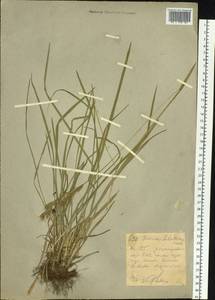 Helictochloa hookeri (Scribn.) Romero Zarco, Сибирь, Западный (Казахстанский) Алтай (S2a) (Казахстан)