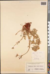 Лапчатка, Средняя Азия и Казахстан, Памир и Памиро-Алай (M2) (Таджикистан)