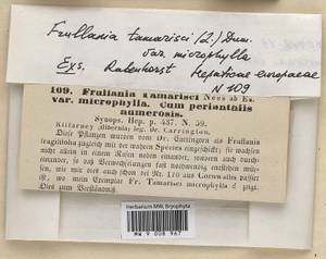 Frullania tamarisci (L.) Dumort., Гербарий мохообразных, Мхи - Западная Европа (BEu) (Ирландия)