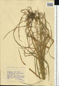 Пырейник ползучий (L.) Gould, Восточная Европа, Северо-Украинский район (E11) (Украина)