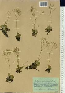 Micranthes punctata (L.) Losinsk., Сибирь, Чукотка и Камчатка (S7) (Россия)
