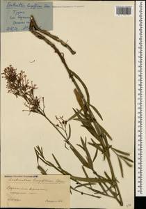 Кентрантус длинноцветковый Steven, Кавказ, Грузия (K4) (Грузия)