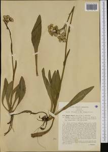 Senecio doria L., Западная Европа (EUR) (Италия)