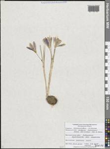 Шафран сетчатый Steven ex Adams, Восточная Европа, Центральный лесостепной район (E6) (Россия)