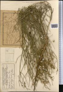 Хондрилла Боссэ Iljin, Средняя Азия и Казахстан, Муюнкумы, Прибалхашье и Бетпак-Дала (M9) (Казахстан)