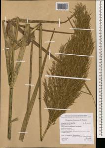 Phragmites australis subsp. australis, Зарубежная Азия (ASIA) (Израиль)