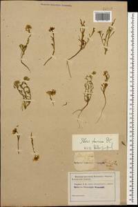 Иберийка простая DC., Кавказ (без точных местонахождений) (K0)