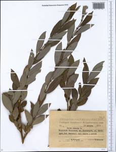 Ива пепельно-серая L., Сибирь, Западный (Казахстанский) Алтай (S2a) (Казахстан)