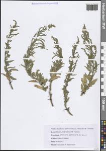 Дисфания амброзиевидная (L.) Mosyakin & Clemants, Африка (AFR) (Тунис)