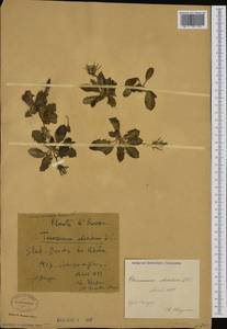 Taraxacum obovatum (Willd.) DC., Западная Европа (EUR) (Франция)