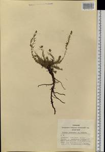 Бассия простертая (L.) Beck, Сибирь, Алтай и Саяны (S2) (Россия)