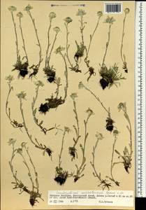 Leontopodium leontopodinum (DC.) Hand.-Mazz., Монголия (MONG) (Монголия)