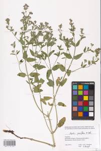 MHA 0 155 604, Nepeta ucranica subsp. parviflora (M.Bieb.) M.Masclans de Bolos, Восточная Европа, Южно-Украинский район (E12) (Украина)