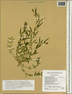 Lathyrus gorgoni Parl., Зарубежная Азия (ASIA) (Кипр)