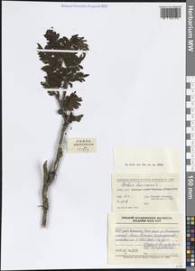 Рябина, Зарубежная Азия (ASIA) (КНР)