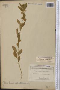 Pombalia calceolaria (L.) Paula-Souza, Америка (AMER) (Гайана)