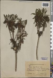 Rhododendron hypoleucum (Kom.) Harmaja, Сибирь, Дальний Восток (S6) (Россия)