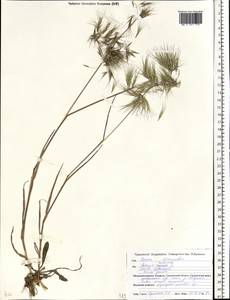 Костер кровельный L., Восточная Европа, Белоруссия (E3a) (Белоруссия)