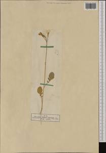 Raphanus raphanistrum subsp. landra (Moretti ex DC.) Bonnier & Layens, Западная Европа (EUR) (Германия)