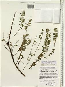 Phyllanthus emblica L., Зарубежная Азия (ASIA) (Индонезия)