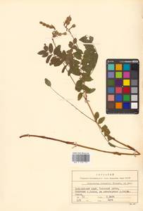 Копеечник копеечниковый (L.) Schinz & Thell., Сибирь, Дальний Восток (S6) (Россия)