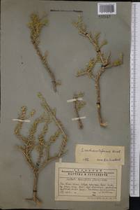 Collinosalsola arbusculiformis (Drobnick), Средняя Азия и Казахстан, Западный Тянь-Шань и Каратау (M3) (Казахстан)