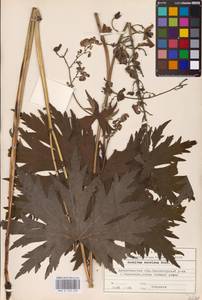 Борец северный Koelle, Восточная Европа, Северный район (E1) (Россия)