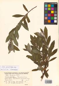 Ива кангинская Nakai, Сибирь, Дальний Восток (S6) (Россия)