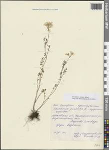 Cardamine pratensis subsp. dentata (Schult.) Čelak., Восточная Европа, Московская область и Москва (E4a) (Россия)