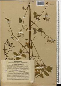 Pastinaca sativa subsp. urens (Req. ex Godr.) Celak., Кавказ, Абхазия (K4a) (Абхазия)