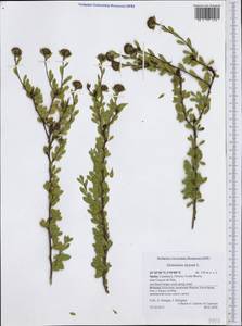 Globularia alypum L., Западная Европа (EUR) (Испания)