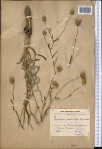 Cousinia submutica Franch., Средняя Азия и Казахстан, Памир и Памиро-Алай (M2) (Таджикистан)