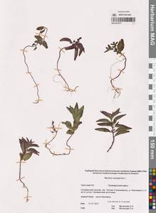 Mentha arvensis subsp. canadensis (L.) H.Hara, Сибирь, Чукотка и Камчатка (S7) (Россия)