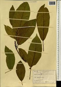 Sterculia lanceolata var. coccinea (Jack) Phengklai, Зарубежная Азия (ASIA) (Индия)