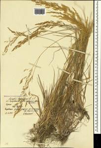 Полевица побегоносная L., Крым (KRYM) (Россия)