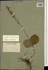 Гнездовка яйцевидная (L.) Bluff & Fingerh., Кавказ, Азербайджан (K6) (Азербайджан)