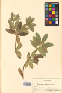 Скиммия промежуточная Komatsu, Сибирь, Дальний Восток (S6) (Россия)