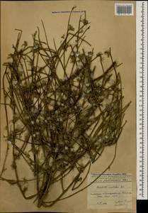 Хондрилла ситниковидная L., Кавказ, Азербайджан (K6) (Азербайджан)