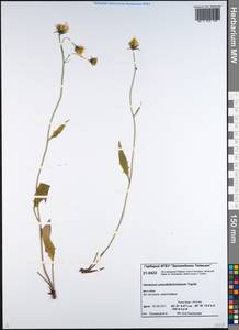 Hieracium pseudofariniramum Tupitz., Сибирь, Центральная Сибирь (S3) (Россия)