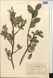Salix arctica subsp. torulosa (Ledeb.) Hultén, Средняя Азия и Казахстан, Северный и Центральный Тянь-Шань (M4) (Киргизия)