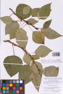 Тополь осинообразный Michx., Восточная Европа, Московская область и Москва (E4a) (Россия)