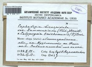 Cephalozia bicuspidata (L.) Dumort., Гербарий мохообразных, Мхи - Карелия, Ленинградская и Мурманская области (B4) (Россия)
