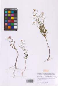 Донтостемон цельнолистный (L.) Ledeb., Сибирь, Дальний Восток (S6) (Россия)