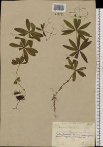 Подмаренник душистый (L.) Scop., Сибирь, Алтай и Саяны (S2) (Россия)